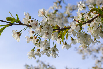 Selective focus of beautiful branches of cherry blossoms on the tree under blue sky, Beautiful Sakura flowers during spring season in the park, Floral pattern texture, Nature background