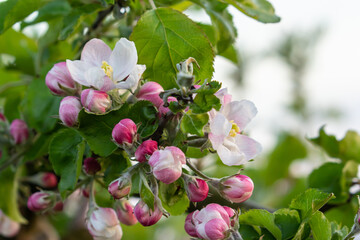 Flower buds, flowers and green young leaves on a branch of a blooming apple tree. Close-up of pink buds and blossoms of an apple tree on a blurred background in spring. Selective focus