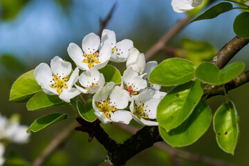 Pear tree flowers up close. white flowers and buds of the fruit tree. Sunlight falls on pear flowers. At dawn, the flowers of the trees look beautiful