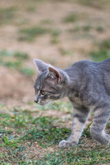cat plying in the garden 