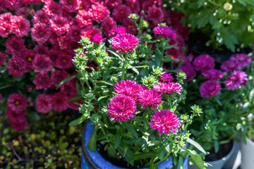 Background with beautiful autumn flowers asters