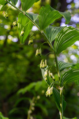 Polygonatum multiflorum, the Solomon's seal, David's harp, ladder-to-heaven or Eurasian Solomon's seal, is a species of flowering plant in the family Asparagaceae