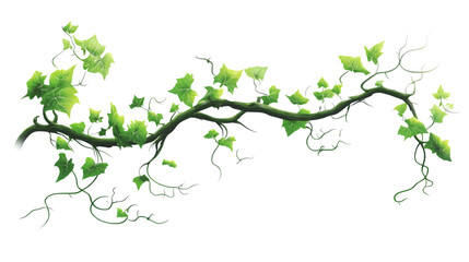 Green ivy vine branch clipping path isolated transparent background