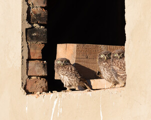 Little owl, Athene noctua. Three chicks sitting on the windowsill of an unfinished house
