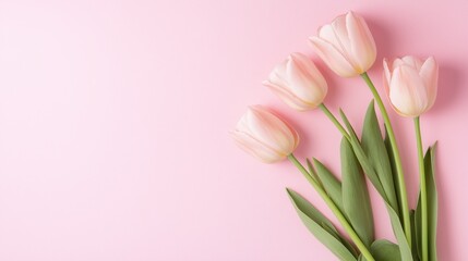Fototapeta premium A delicate arrangement of soft pink tulips lying on a matching pink background, creating a beautiful and serene composition. Perfect for spring-themed designs, floral decorations, or greeting cards.