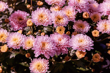 Background with beautiful autumn flowers asters