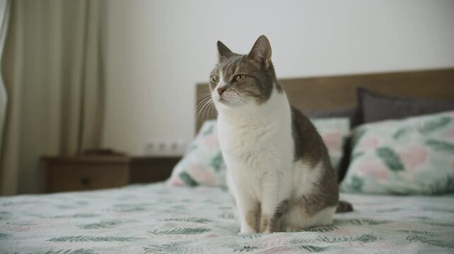 Tabby cat sitting on a bed