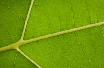 Macro photo of teak leaf texture. Tectona grandis L.f.