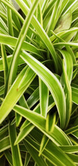 green grass background / mobile phone wallpaper