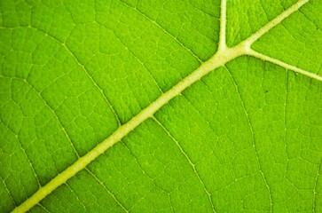 Macro photo of teak leaf texture. Tectona grandis L.f.