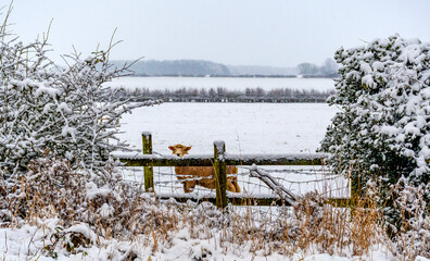 Snow Covered Field With A Nosey Sheep