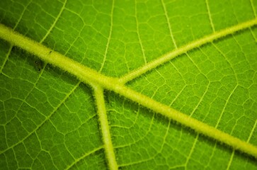 Macro photo of teak leaf texture. Tectona grandis L.f.