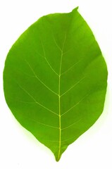 Close-up photo of teak leaf on white background. Tectona grandis L.f.