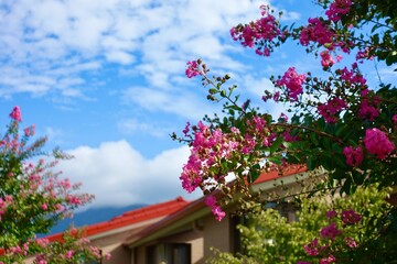サルスベリの花と青空と屋根