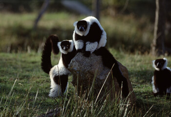 Playful Lemurs Frolicking in Natural Habitat