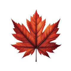 Fototapeta premium Maple leaf on transparent background
