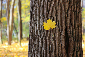 Golden Maple Leaf on Tree in Sunlight.