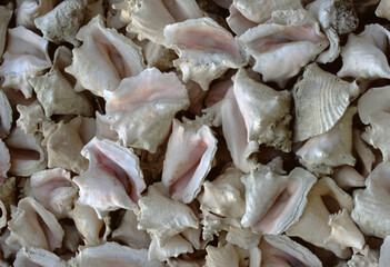 Coastal Shells Collection on Sandy Beach