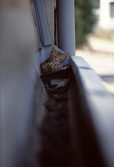 Curious Tabby Cat Resting in Gutter