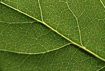 Intricate Texture of a Green Leaf Close-Up