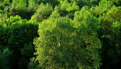 Naklejka premium green moss on a tree