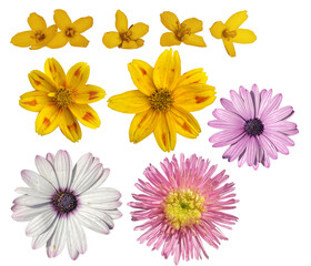 flowers isolated on the white, set of flowers