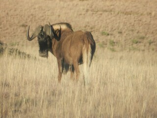 Naklejka premium A wildebeest stands in a grassy field, showcasing its distinctive horns and robust body.
