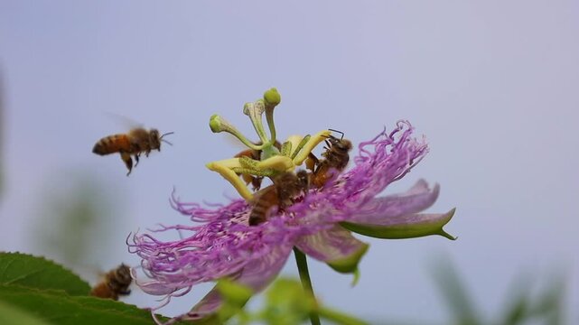 Honey bee swarm pollinate on purple passion flower in fall time, New England, USA