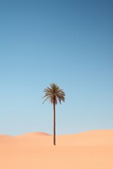 Obraz premium Solitary Palm in Pastel Desert
