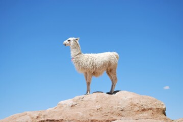 Fototapeta premium A llama stands proudly on a rock against a clear blue sky.