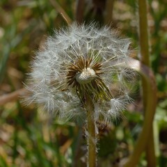 A close-up of a dandelion seed head, showcasing its delicate, fluffy seeds ready to disperse.
