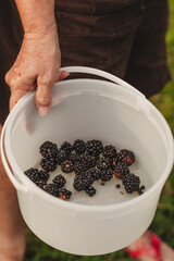 Picking Fresh Blackberries
