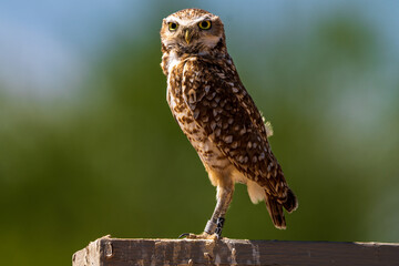 perched