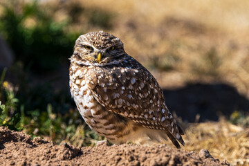 burrowing owl