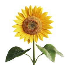 Obraz premium Closeup of a Vibrant Yellow Sunflower with Green Leaves on Transparent Background