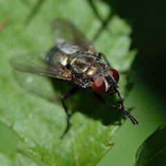 Naklejka premium A close-up image of a fly resting on a green leaf.