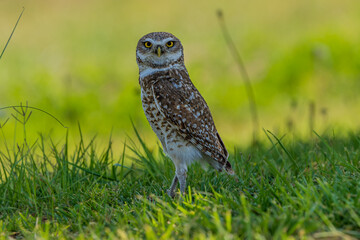 burrowing owl el paso