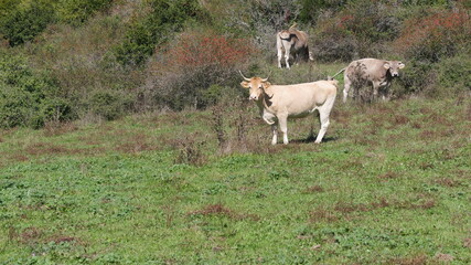 Vacas pastando en un prado verde
