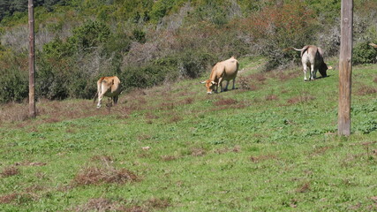 Vacas pastando en un prado verde