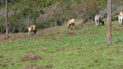 Vacas pastando en un prado verde