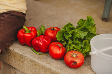 Fresh Summer Garden Harvest