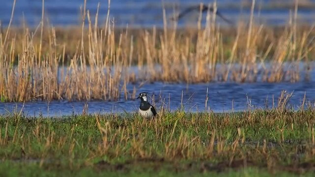 wader vanellus vanellus hunting in marshy areas