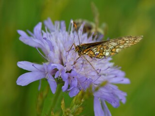 A butterfly perched on a purple flower, showcasing nature's beauty and biodiversity.