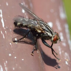 A close-up of a fly perched on a surface, showcasing its detailed features.