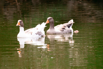 Fototapeta premium water, bird, swan, lake, animal, goose, nature, duck, pond, wildlife, white, river, birds, swimming, pelican, park, geese, animals, swim, green, wild, summer, beautiful, reflection