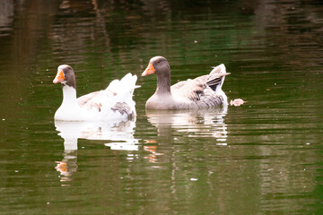 water, bird, swan, lake, animal, goose, nature, duck, pond, wildlife, white, river, birds, swimming, pelican, park, geese, animals, swim, green, wild, summer, beautiful, reflection