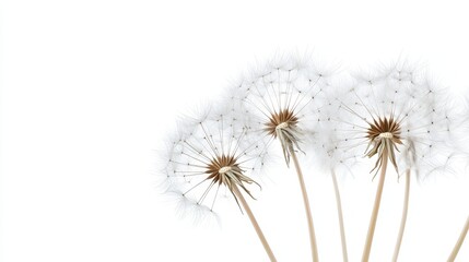 Fine details of dandelion seeds ready to disperse, on a solid white background, single object