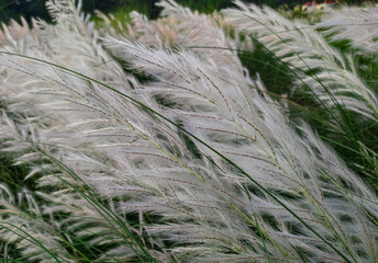 Fluffy white reeds grass flowers as background.
