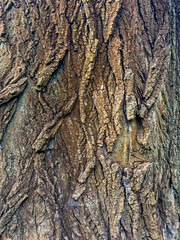 Obraz premium Wonderful and picturesque texture of oak bark.