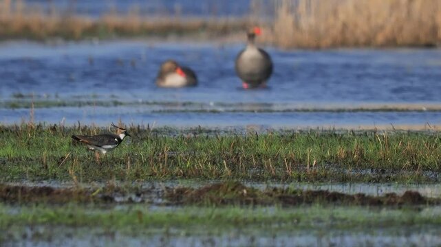 wader vanellus vanellus hunting in marshy areas